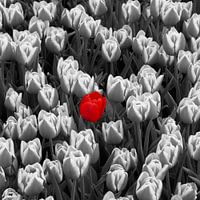 1 red tulip in field