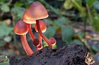 Sprookjes paddestoelen