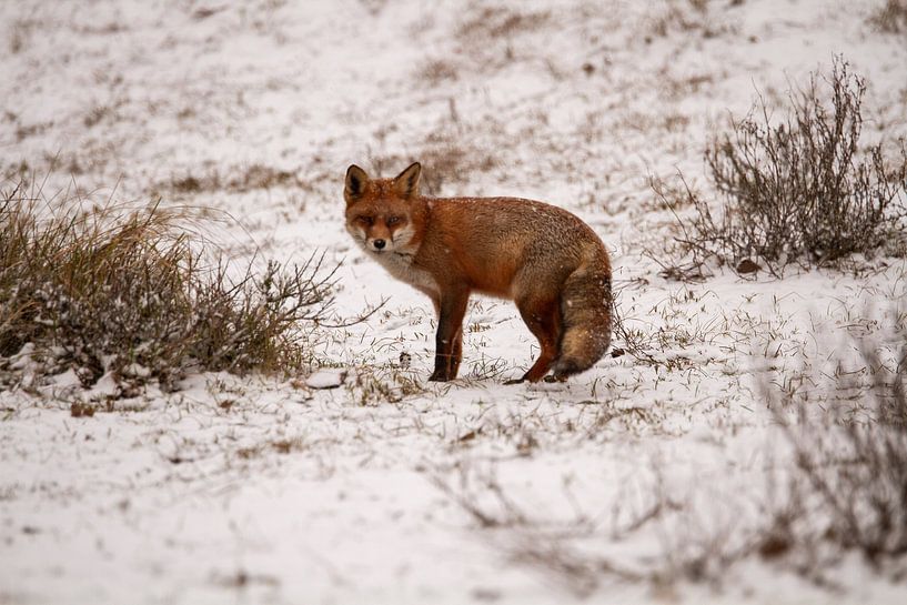 Vos hat ein Auge auf alles und jeden von Arnold van der Horst