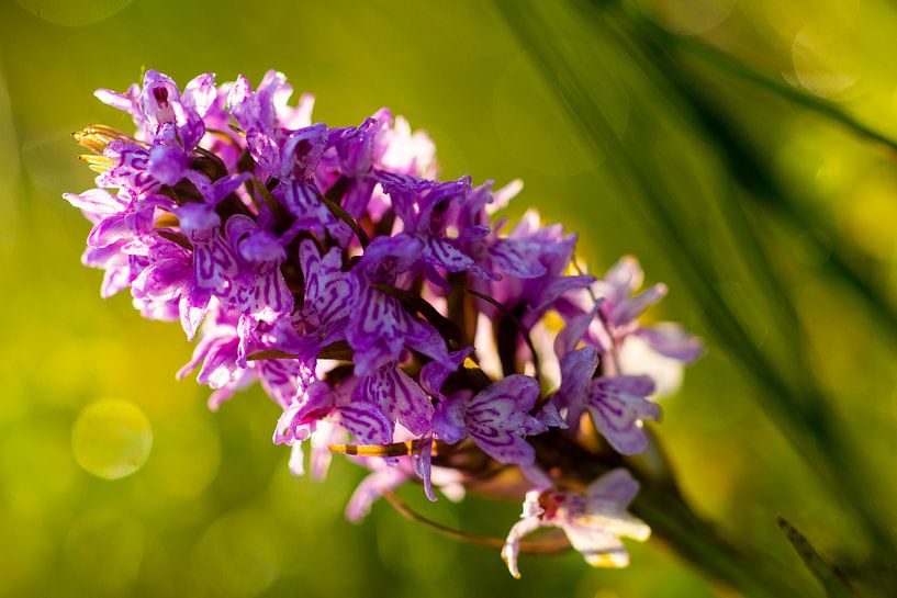 rosa von peterheinspictures