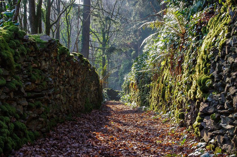 Into the woods 2 by Jasper Los