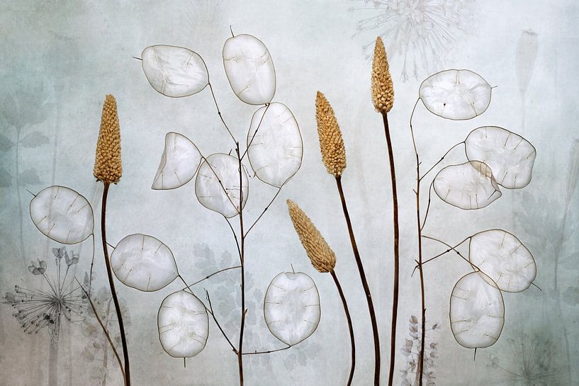 Lunaria von Mandy Disher