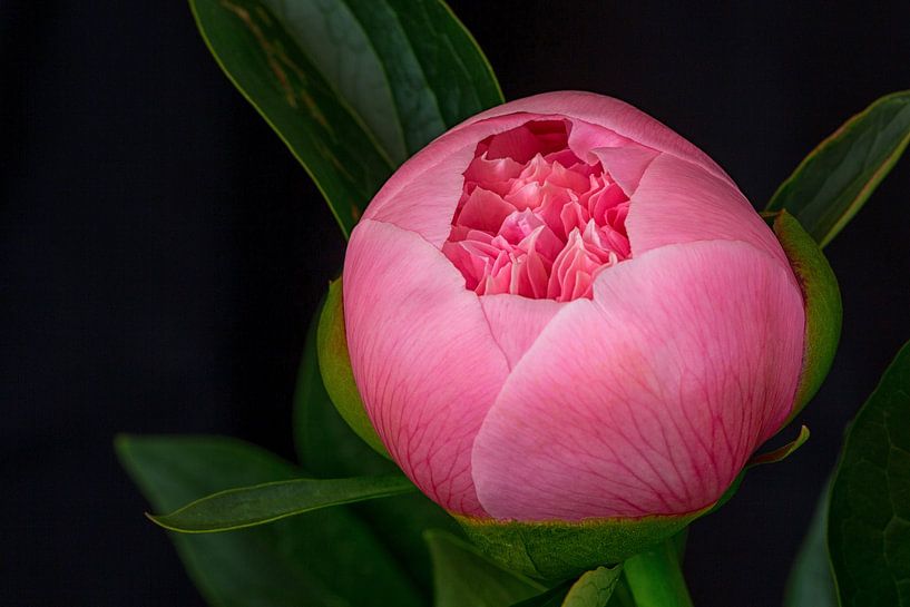 Knop roze pioenroos bijna open by Bram van Broekhoven