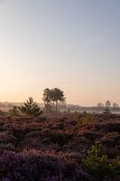 Lila Heidekraut mit Nebel