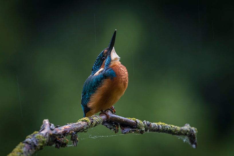 IJsvogel in de regen par Erik Veldkamp