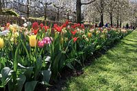 Die Farbenpracht des niederländischen Keukenhofs.