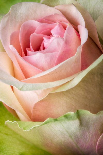 Pink rose flower close-up by Lorena Cirstea
