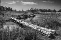 Alde Faenen, Friesland
