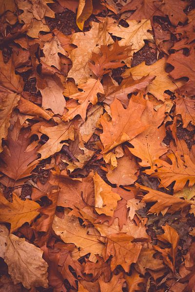 Autumn leaves by Inge Smulders