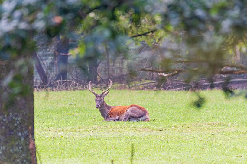 Le cerf rouge par Merijn Loch
