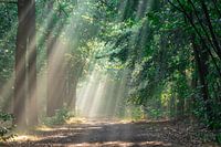 Shower of sunrays in the forest