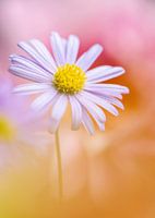 Marguerite d'été dans le jardin