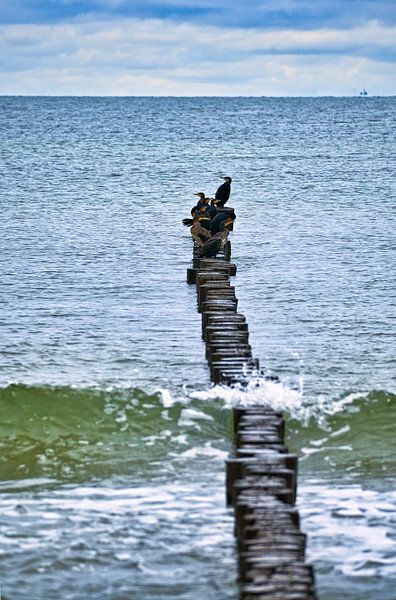 Cormorans sur un épi au bord de la mer Baltique. par Martin Köbsch
