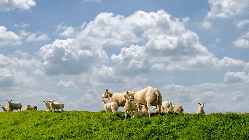 Schapen op de dijk bij de waddenzee. par Greet ten Have-Bloem