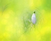 Peeking through Yellow