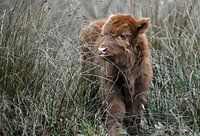 Kalf Schotse hooglander