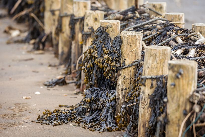 Paysage de wadden près de Keitum, Sylt par Christian Müringer