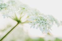 Abstraktes Heracleum