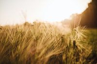 Gros plan sur un champ de blé.