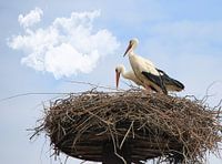 Störche auf dem Nest.