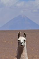 Lama Vulkan Chile