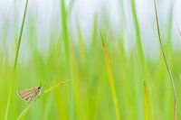 Butterfly in the grass