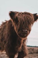 Schottischer Highlander