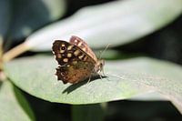 Schmetterlingsschönheit