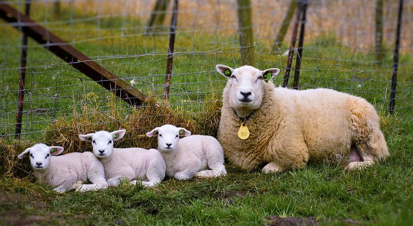 Schaap met lammetjes von Martine Moens