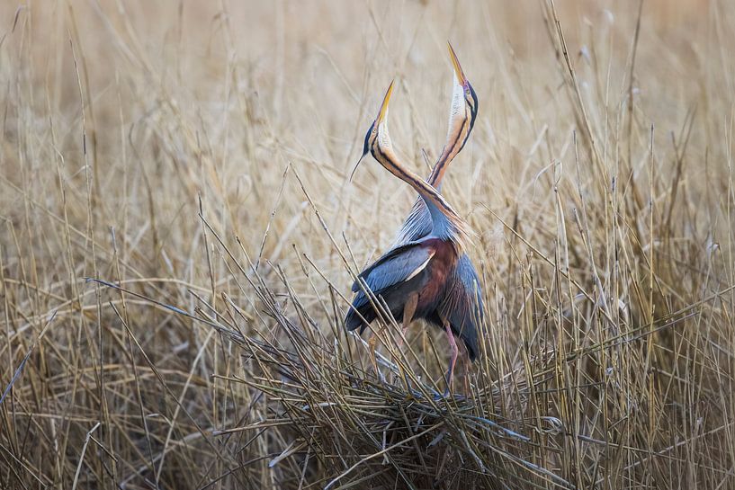 Nous sommes faits pour être ensemble ! par Daniela Beyer