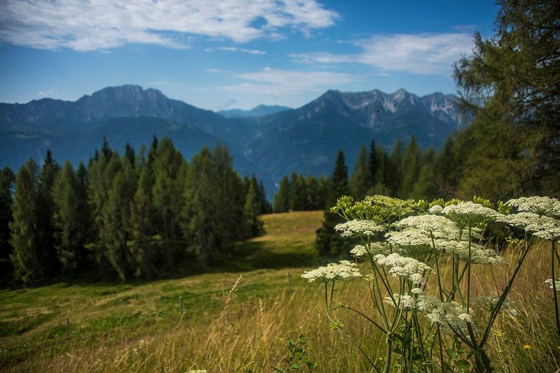 Mountain Flower by Beeldspraak
