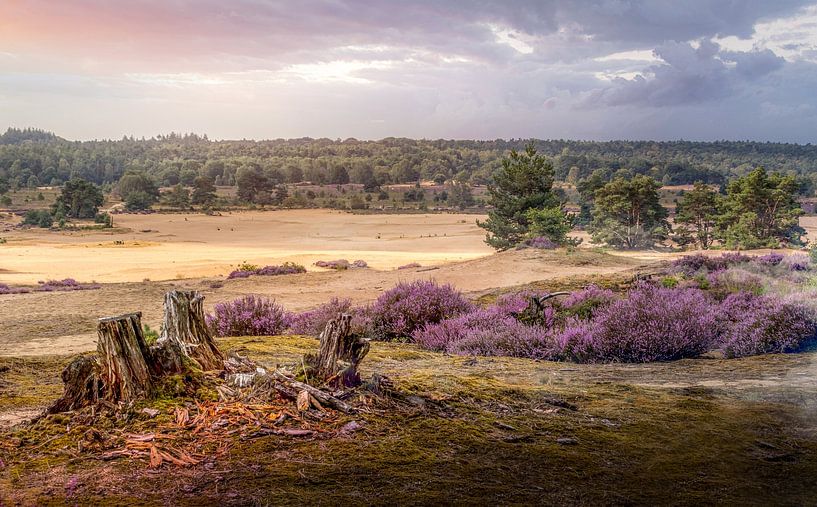 Sanddünen Posbank von Peschen Photography