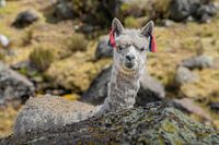 Curious baby Alpaca with vibrant ribbons