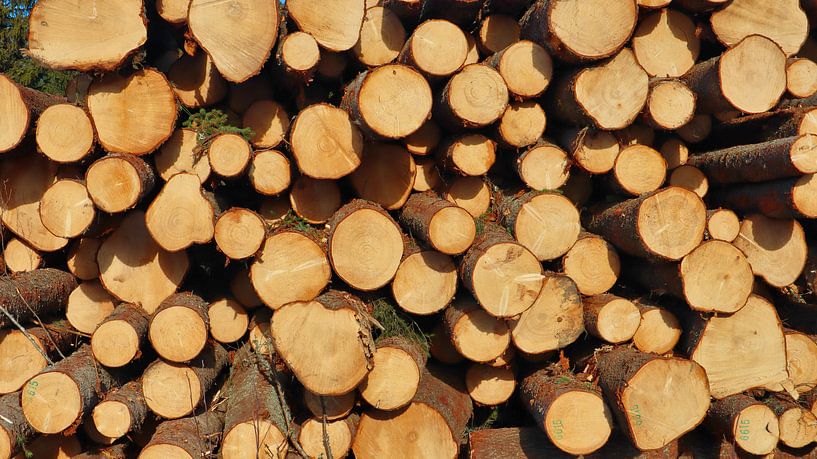 Bomen klaar voor transport by Fields Sweden