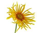 gerbera pasta pennoni