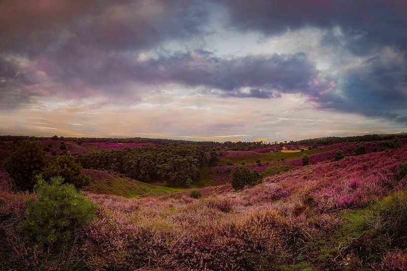 Purple Haze par Jeroen Diks