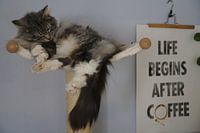 Schlafende Katze auf Kratzbaum