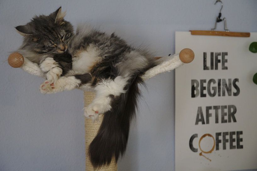 Schlafende Katze auf Kratzbaum von Thomas Wagner
