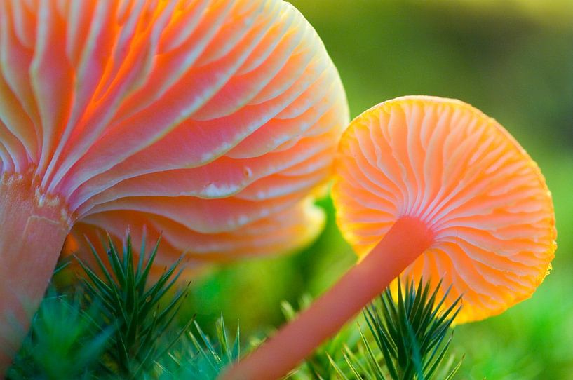 Pilz, scharlachrote Wachsplatte von Paul van Gaalen, natuurfotograaf