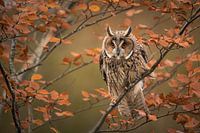 Long-eared owl in autumn