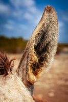 Sanfte Begegnung - Eselporträt im Eselschutzgebiet Bonaire