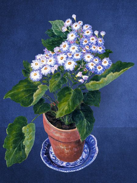 Cineraria, by Josephine von Marja van den Hurk