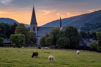 Pfarrkirche St. Katharina Assinghausen mit Schafen