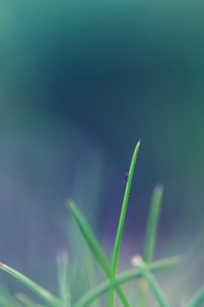 Gras by Robert Wiggers