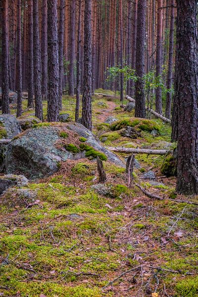 Finnland von Eric van Nieuwland