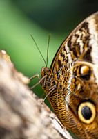 Der Eulenschmetterling