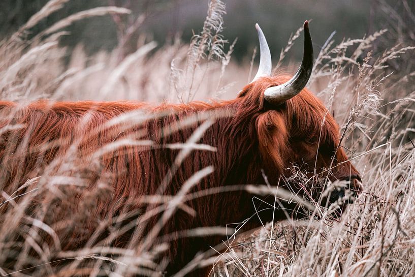 Schottische Highlander im Amsterdamer Wald von Lindy Schenk-Smit