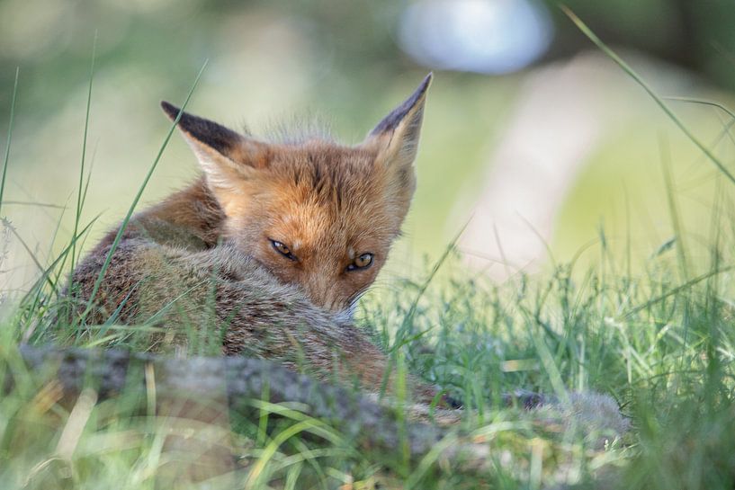 Vos par Karin van Rooijen Fotografie