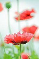 Papaver Rood