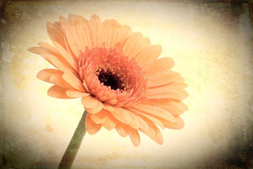 Vintage Blume von eric van der eijk